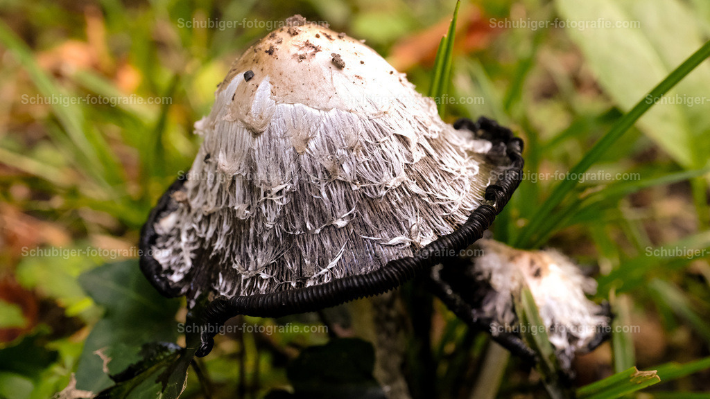 Schopf-Tintlin | Der leicht kenntliche Schopf-Tintling ist jung ein ausgezeichneter Speisepilz. Sein weißer, walzenförmiger Hut ist mit abstehenden Schuppen besetzt. Die ähnlichen, häufigen Specht- und Faltentintlinge haben jung kein rein weißes Hutfleisch. Seltenere Doppelgänger wachsen auf Dung oder Mist, oder riechen nach Maggi. Hut und Lamellen des Schopf-Tintlings verfärben sich bald rosa, dann schwarz und tropfen als dunkle Masse herab. - Realisiert mit Pictrs.com