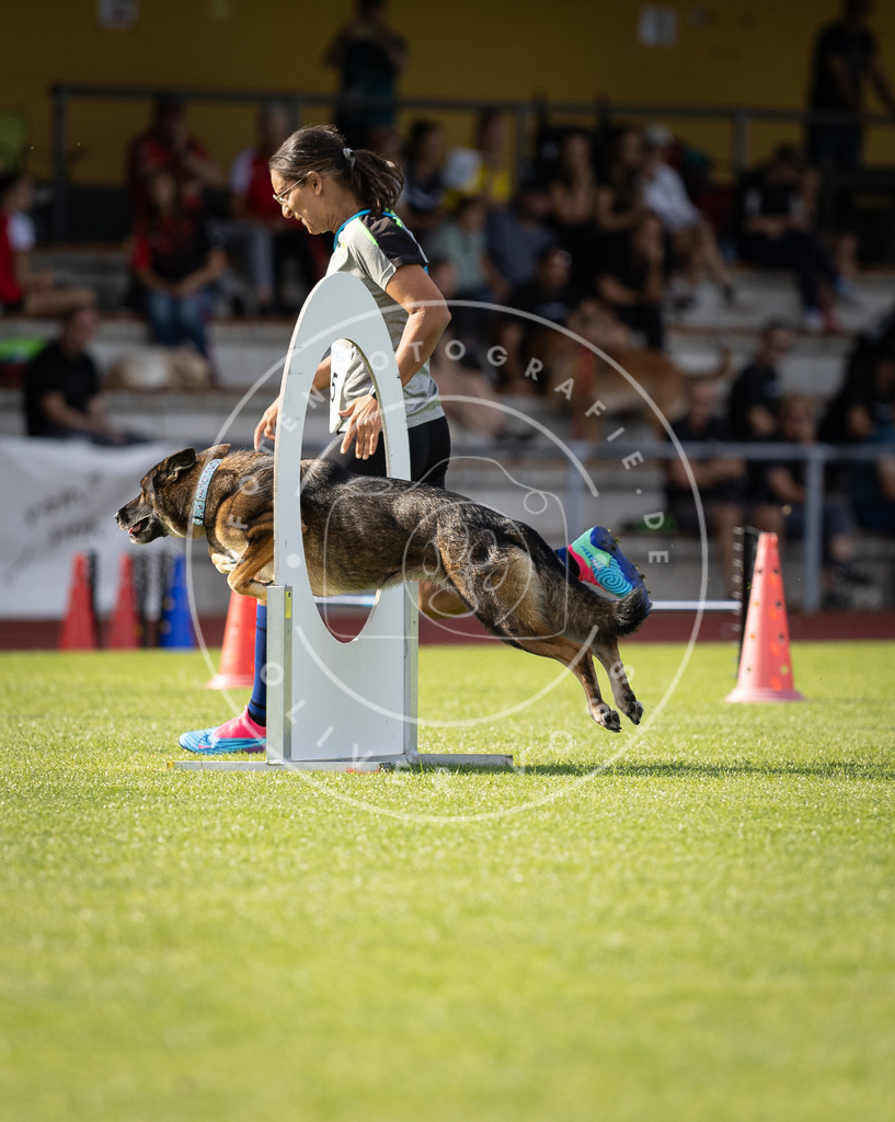 Pfotenfotografie_DV3A2081 | Hundefotografie, Tierfotograf, Pfotenfotografie, Fotoshooting Hund, Hunde Portrait, Hundesport, Hundeportraits, Heideshooting, Hunde, Sportfotograf, Hundefotograf, Turnierhundsport, THS,  - Realisiert mit Pictrs.com