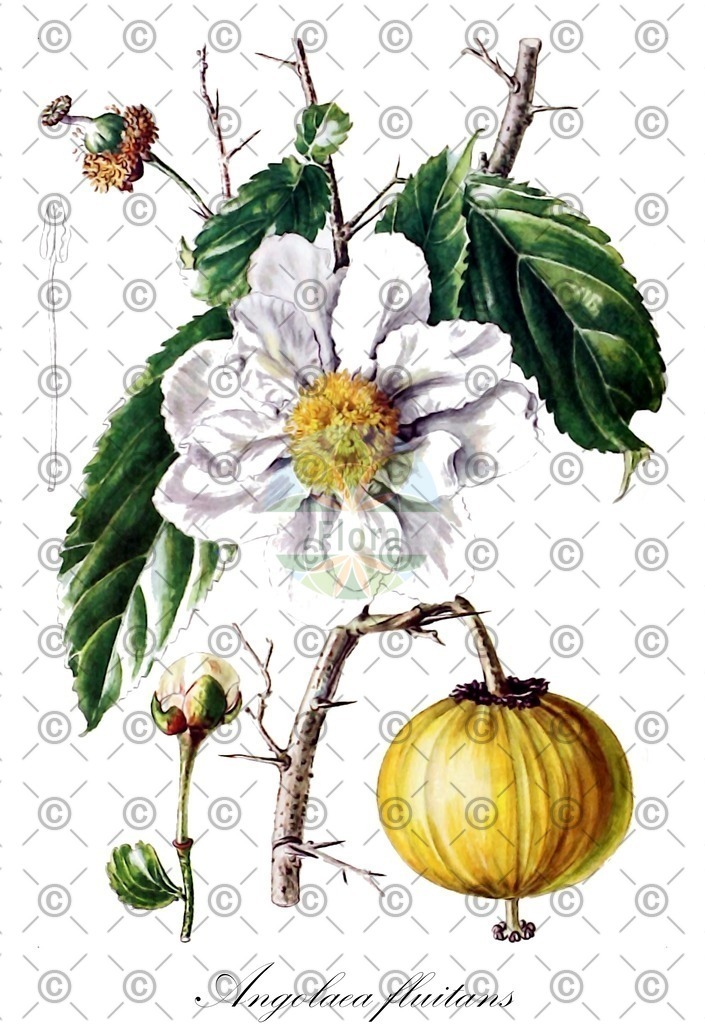 HistAbb_wfo-0000536542_101_ENZY_Simple | Historische Abbildung von Angolaea fluitans - Podostemaceae | Historical Illustration of Angolaea fluitans - Podostemaceae