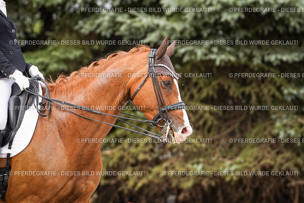 DSC07253 | Pferdegrafie