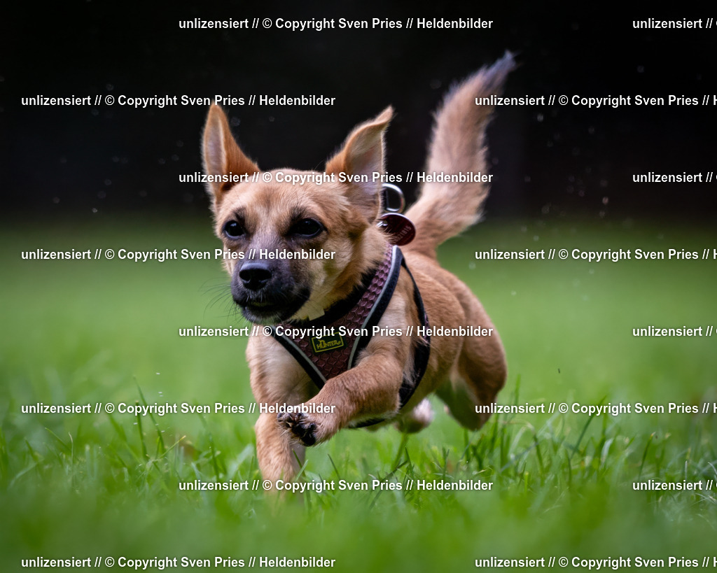 Sven Pries | 2024-10-19 - Hunderennen Ober-Grombach - Realisiert mit Pictrs.com