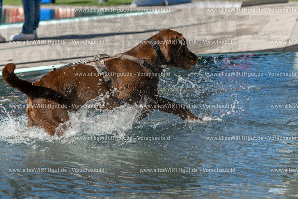 Hundeschwimmen_Volksbad_2026-allesWIRTHgut_Tierfotografie-2609061052-FAY06002 | Professionelle Tierfotografie in Mönchengladbach von Daniel Wirth (allesWIRTHgut). Liebevolle & natürliche Bilder von Hunden & Katzen für unvergessliche Erinnerungen.