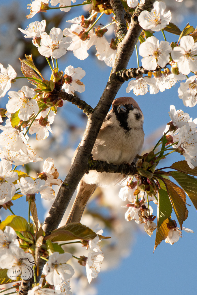 Ausblick vom Geäst | Holzisphotography, Landschaftsfotografie, Wildlifefotogorafie - Realisiert mit Pictrs.com