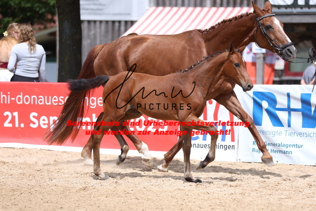 Fohlenschau_Schwäbisch_Hall_dressurbetonte_Fohlen_Goldring_KN 6_4 | lmwpictures - Realisiert mit Pictrs.com