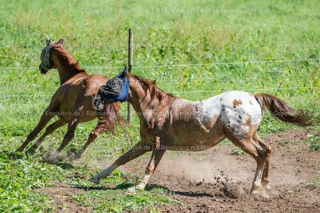 20160823_Wallache_beim_Spielen_0006 | Foto: Thomas Hartig