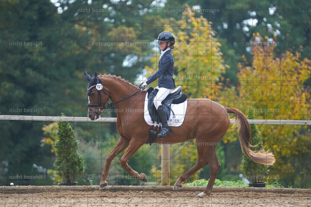 20221008-FAH00843 | Diessen am Ammersee, 2022, Dressur- und Springturnier, Reitsportbilder, Turnierfotografen Bayern, Pferdefotografen, Fotoagentur Herrmann, Turnierbilder