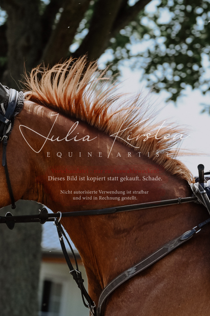 DSC_0020 | Pferde- und Turnierfotografie in Westsachsen. Pferdeportraits, Auftragszeichnungen und intuitive Kunst.