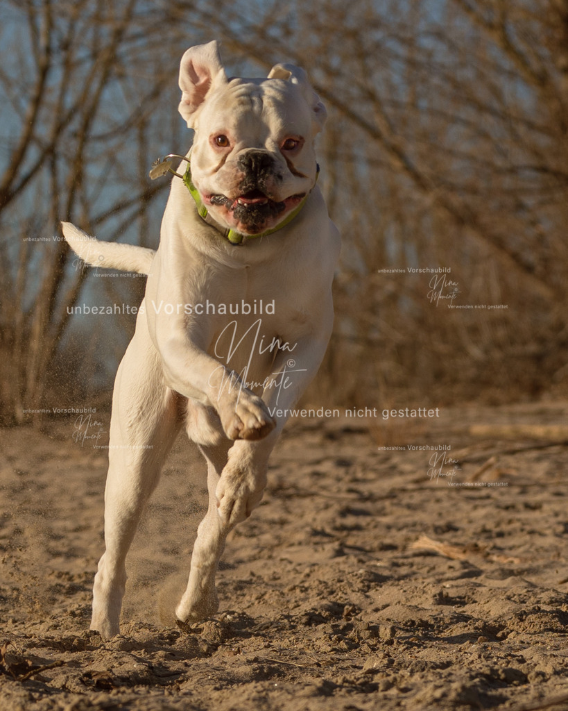 _16A4869-1 | Einzigartige Fotos von Hunden & Menschen –Actionfotos, Portraits, Vereinsaufnahmen & Paarshootings – authentisch, lebendig & mit Herz.