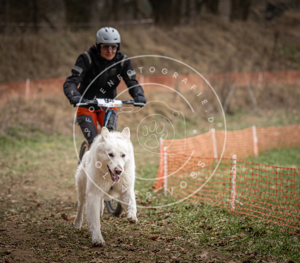 Pfotenfotografie_DV3A6909 | Hundefotografie, Tierfotograf, Pfotenfotografie, Fotoshooting Hund, Hunde Portrait, Hundesport, Hundeportraits, Heideshooting, Hunde, Sportfotograf, Hundefotograf, Turnierhundsport, THS,  - Realisiert mit Pictrs.com