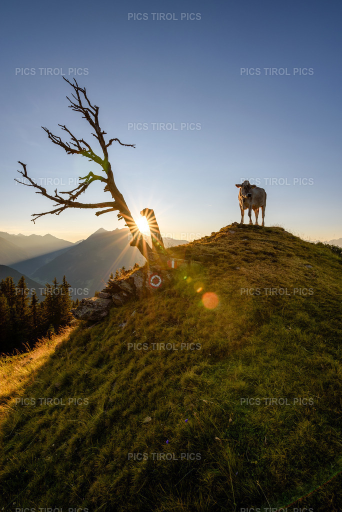 DSC_9310-Verbessert-RR-Bearbeitet | Tirolpics