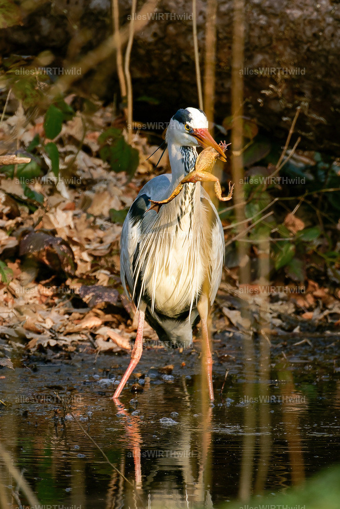 Daniel Wirth - www.allesWIRTHwild.de -7IV09194-2-ARW_DxO | Entdecke die faszinierende Welt der Natur- und Wildlife-Fotografie von Daniel und Bärbel. Inspirierende Bilder von wilden Tieren und kleinen Naturwundern.