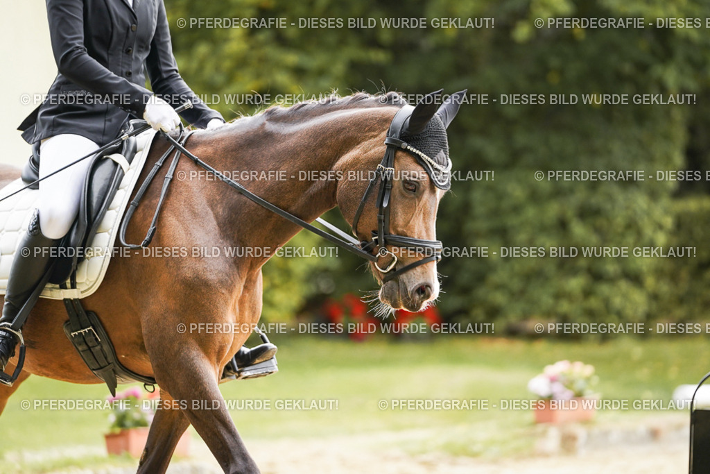 DSC01044 | Pferdegrafie