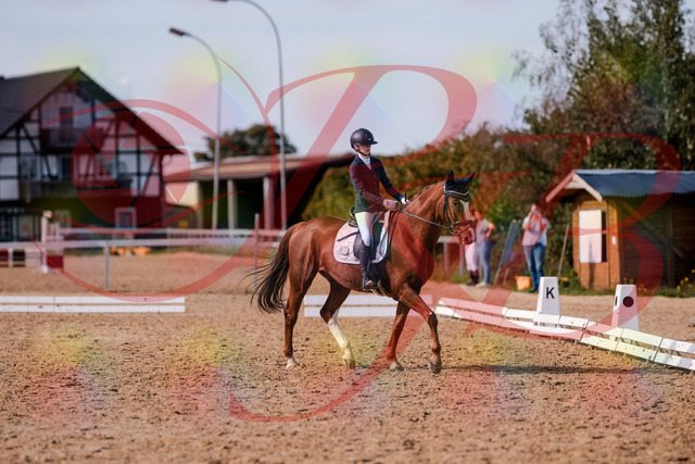 2026_10_03_Siefer-Hof_133157_Z81_87630904 | Professionelle Reitsport-, Turnier- und Eventfotografie von Robert Broda. Galerien mit ausgewählten und bearbeiteten Bildern direkt online ansehen und bestellen.