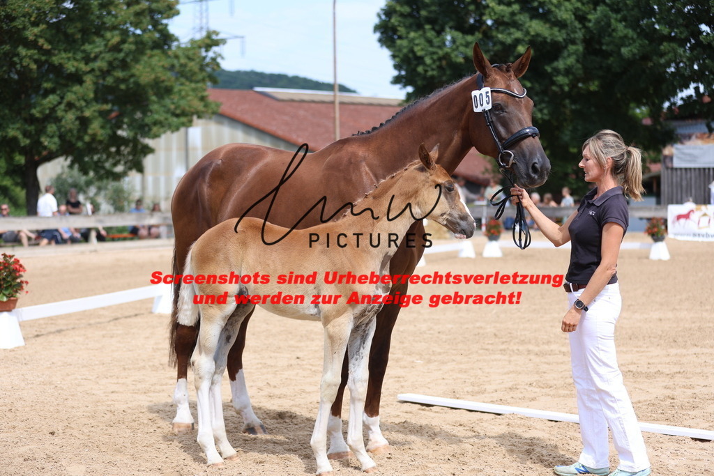 Fohlenschau_Schwäbisch_Hall_dressurbetonte_Fohlen_KN 5_11 | lmwpictures - Realisiert mit Pictrs.com