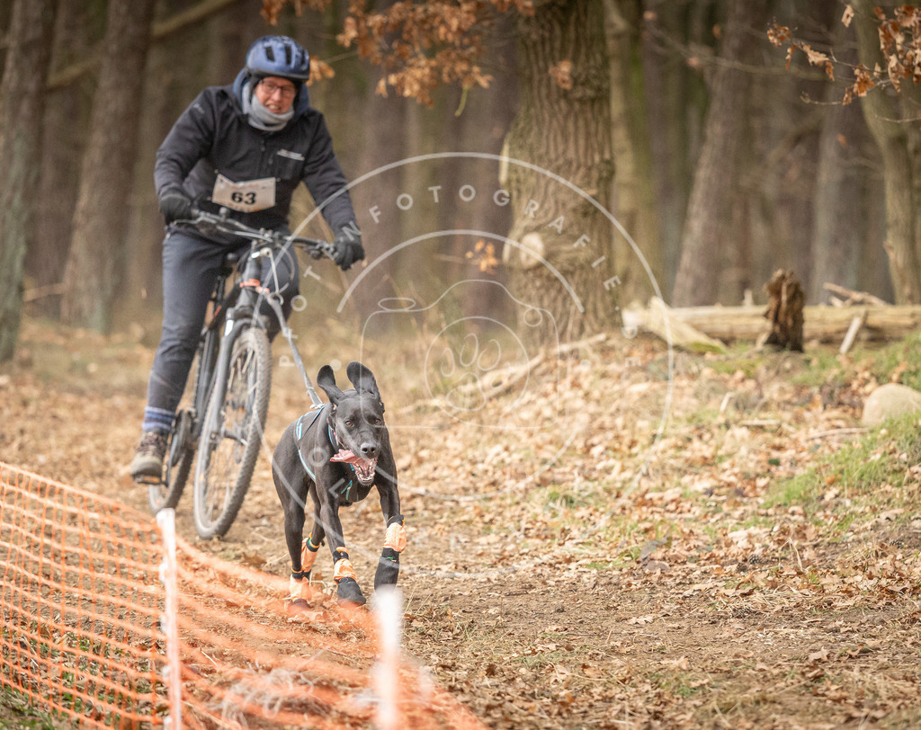 Pfotenfotografie_DV3A3246 | Hundefotografie, Tierfotograf, Pfotenfotografie, Fotoshooting Hund, Hunde Portrait, Hundesport, Hundeportraits, Heideshooting, Hunde, Sportfotograf, Hundefotograf, Turnierhundsport, THS,  - Realisiert mit Pictrs.com