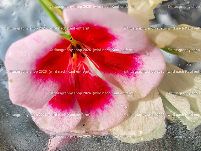 titusgraphy_P6298349-vz-ln | titusgraphy-shop: Geschenkideen mit Qualitätsfotos. titusgraphy-shop: gift ideas with quality photos. titusgraphy-shop: idées cadeaux avec photos de qualité.  - Realisiert mit Pictrs.com