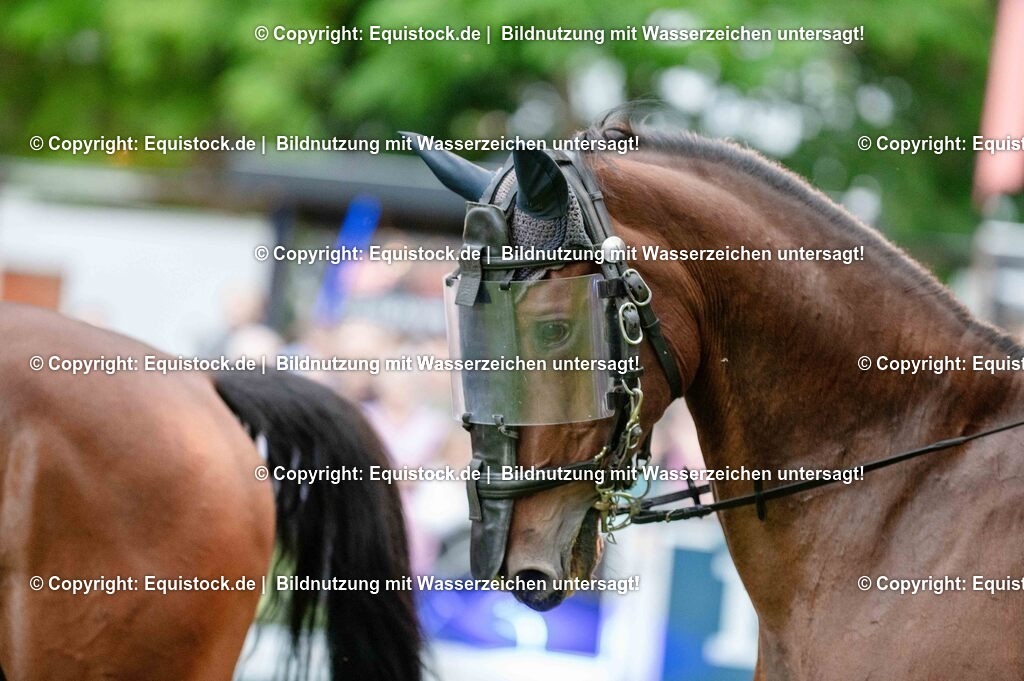 20250606_Lange-Pferdenacht_0840 | Foto: Thomas Hartig