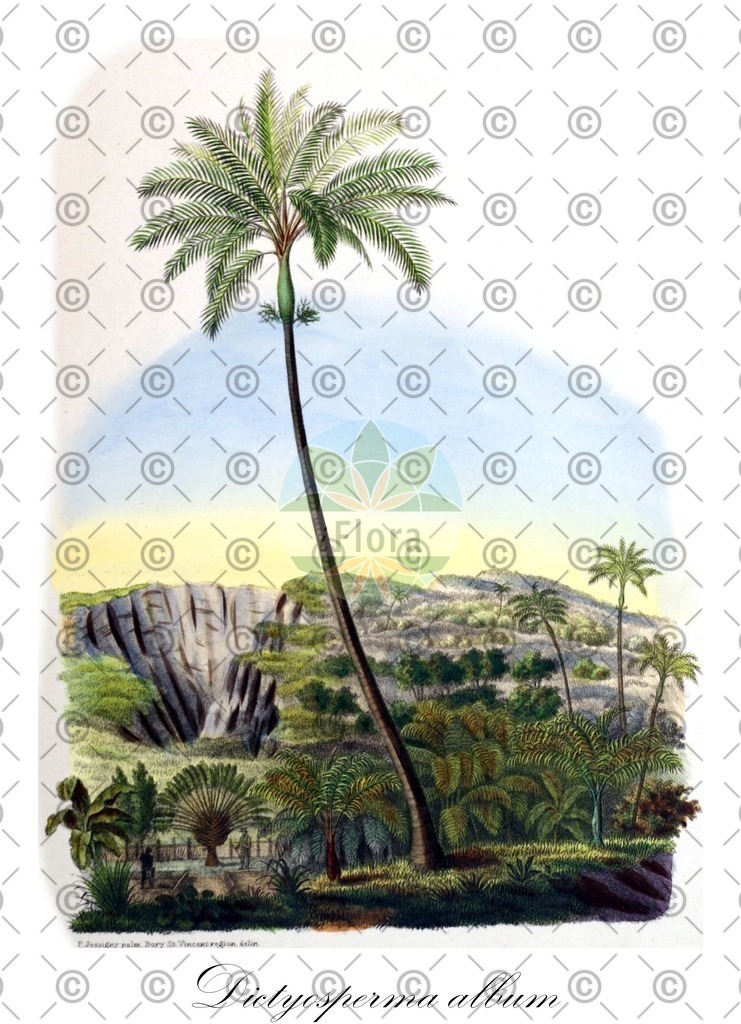 HistAbb_wfo-0000388242_1_ENZY_Simple | Historische Abbildung von Dictyosperma album - Arecaceae | Historical Illustration of Dictyosperma album - Arecaceae