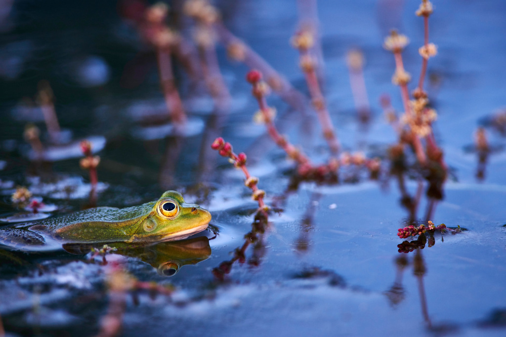 Teichfrosch im Wasser | Rauchwart, Austria - May 08, 2015: Teichfrosch im Wasser. - Realisiert mit Pictrs.com