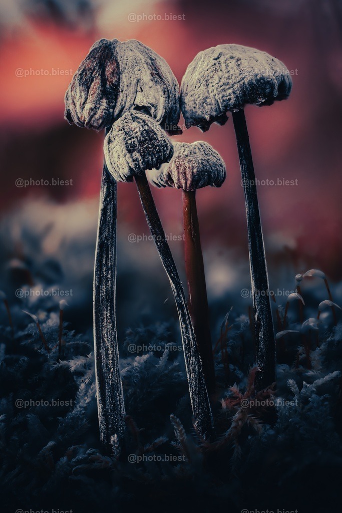 Zombipilze | Faszinierend aussehende Pilze im Wald. - Realisiert mit Pictrs.com