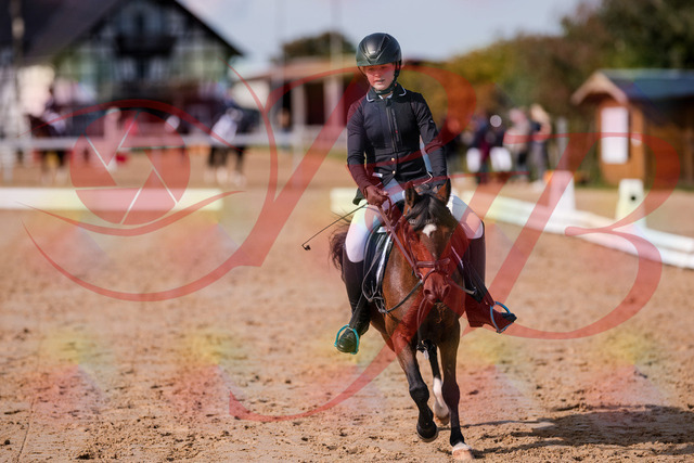 2026_10_03_Siefer-Hof_121042_Z81_13093450 | Professionelle Reitsport-, Turnier- und Eventfotografie von Robert Broda. Galerien mit ausgewählten und bearbeiteten Bildern direkt online ansehen und bestellen.