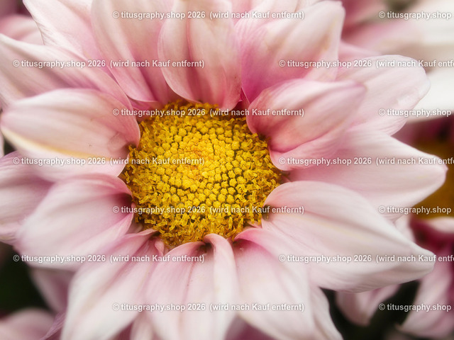 titusgraphy-P6100535_var-133 | Fotokunstarbeit aus der INSTAGRAM-Gallerie auf titusgraphy.eu - Realisiert mit Pictrs.com
