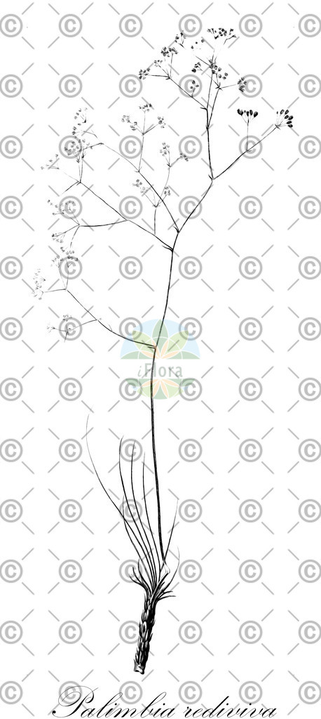 HistAbb_EMP_28042_1_SIMPLE | Historische Abbildung von Palimbia rediviva - Apiaceae | Historical Illustration of Palimbia rediviva - Apiaceae