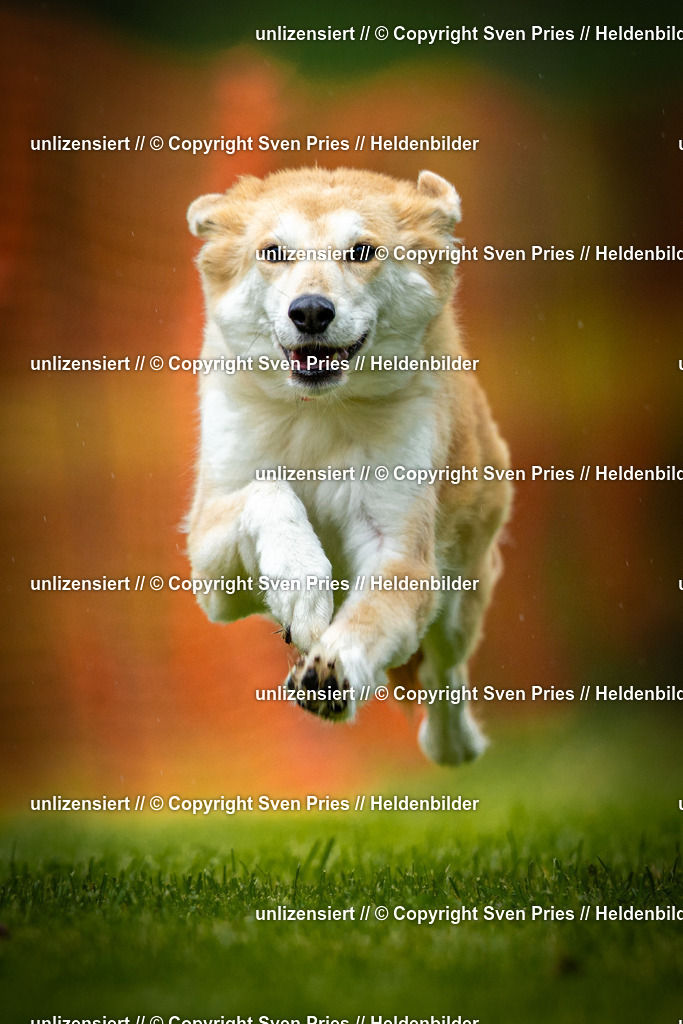 Sven Pries | 2025-09-21 - Hunderennen Baden-Oos - Realisiert mit Pictrs.com