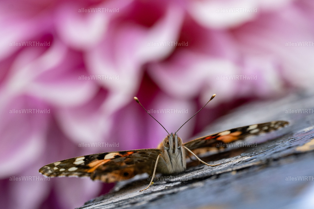 Huuuch | Entdecke die faszinierende Welt der Natur- und Wildlife-Fotografie von Daniel und Bärbel. Inspirierende Bilder von wilden Tieren und kleinen Naturwundern.