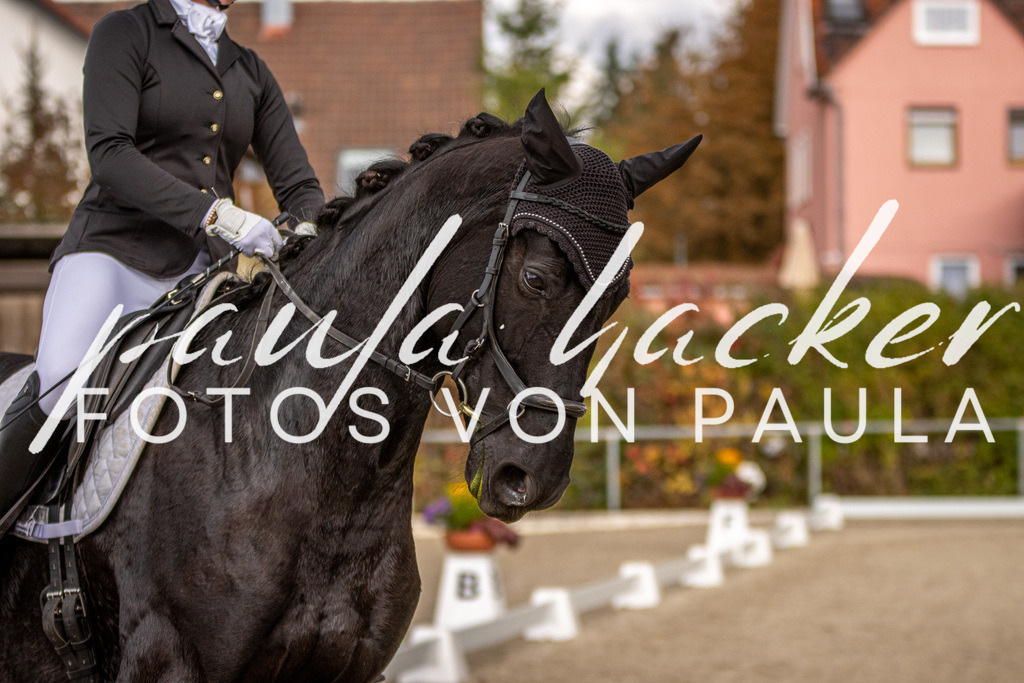 IMG_4312 | Erleben Sie dynamische Sport- und emotionale Tierfotografie in Süddeutschland mit Fotos von Paula. Spezialisiert auf Pferde- und Hundefotografie sowie Sportevents. Kontaktieren Sie mich für einzigartige und ausdrucksstarke Bilder Ihrer besonderen Momente. - Realisiert mit Pictrs.com
