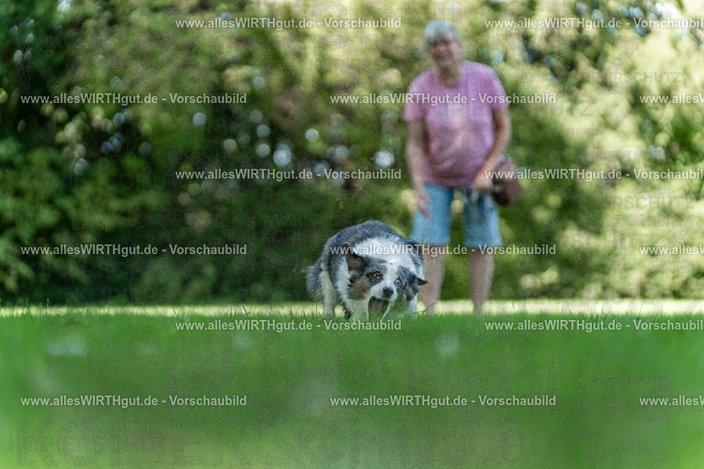 Hundeschwimmen_Volksbad_2026-allesWIRTHgut_Tierfotografie-2609061322-7R500694 | Professionelle Tierfotografie in Mönchengladbach von Daniel Wirth (allesWIRTHgut). Liebevolle & natürliche Bilder von Hunden & Katzen für unvergessliche Erinnerungen.