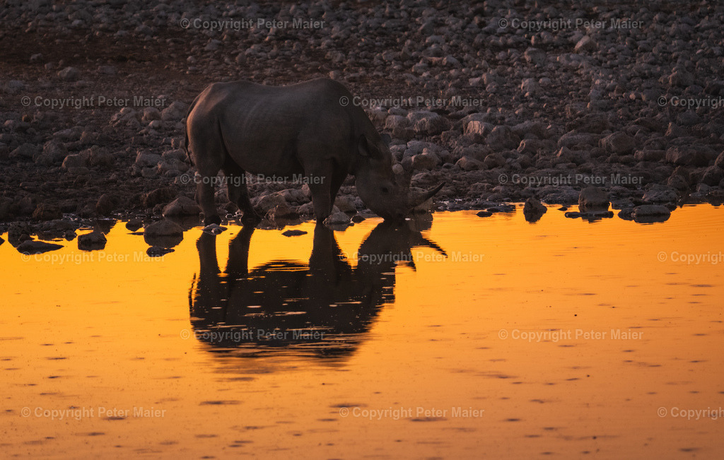 Etosha_Nationalpark_Namibia-1055 | piet_flosse