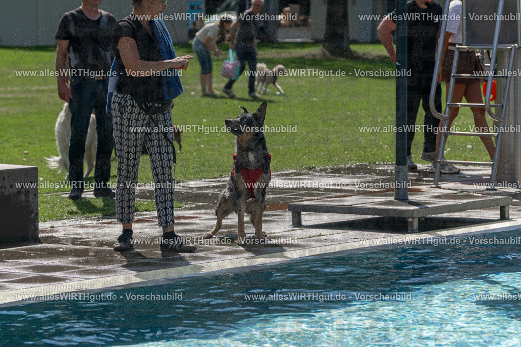 Hundeschwimmen_Volksbad_2026-allesWIRTHgut_Tierfotografie-2609061209-FAY06386 | Professionelle Tierfotografie in Mönchengladbach von Daniel Wirth (allesWIRTHgut). Liebevolle & natürliche Bilder von Hunden & Katzen für unvergessliche Erinnerungen.