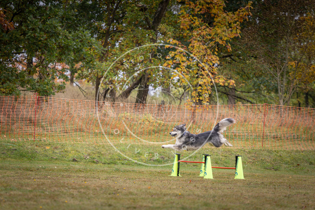 Pfotenfotografie_DV3A1300 | Hundefotografie, Tierfotograf, Pfotenfotografie, Fotoshooting Hund, Hunde Portrait, Hundesport, Hundeportraits, Heideshooting, Hunde, Sportfotograf, Hundefotograf, Turnierhundsport, THS,  - Realisiert mit Pictrs.com