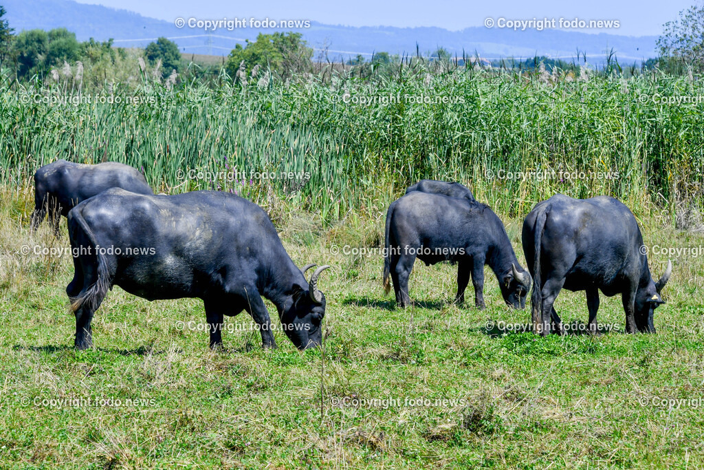 Deutschland_ Baden-Wuerttemberg_ Heiningen_ 11.08.2025-14 | 11.08.2025, Deutschland, GER, Baden-Wuerttemberg, Landkreis Goeppingen, Heiningen, im Bild Themenbild, Wasserbueffel, Biotop, Rohrwasen, Naturschutz, Feuchtgebiet, Weidetiere, Landschaftspflege, oekologische Vielfalt, Artenschutz, Grasen, Sumpfgebiet, nachhaltige Beweidung, Regionalprojekt, Umweltbildung, Naturraum, Moorlandschaft, Biodiversitaet, heimische Tierwelt, Besucherattraktion, ruhige Umgebung, Artenvielfalt, Naturerlebnis, oekologische Landwirtschaft, Feature, Symbolbild