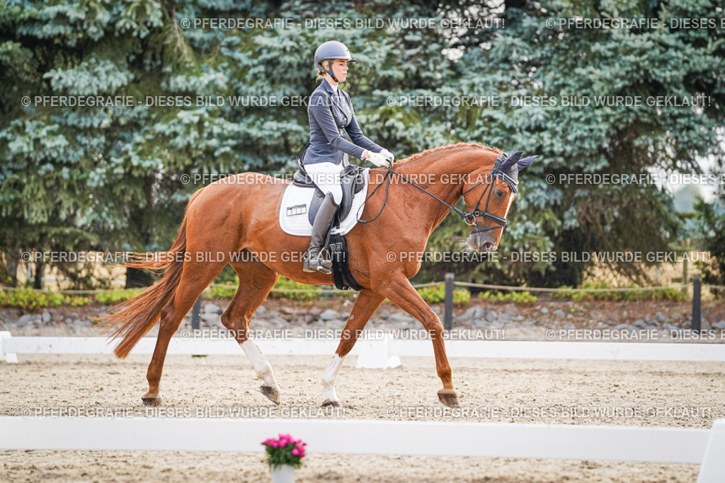 DSC00490 | Pferdegrafie