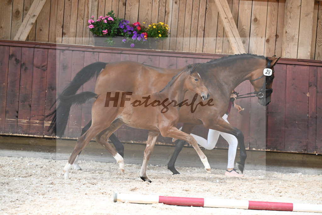 Kat-Nr. 28 HF Balou Star x Cassilano_Liebhaber_32240570 | hf-fotografie - Realisiert mit Pictrs.com