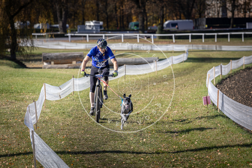 CaniXpix_DV3A5700 | Hundefotografie, Tierfotograf, Pfotenfotografie, Fotoshooting Hund, Hunde Portrait, Hundesport, Hundeportraits, Heideshooting, Hunde, Sportfotograf, Hundefotograf, Turnierhundsport, THS,  - Realisiert mit Pictrs.com