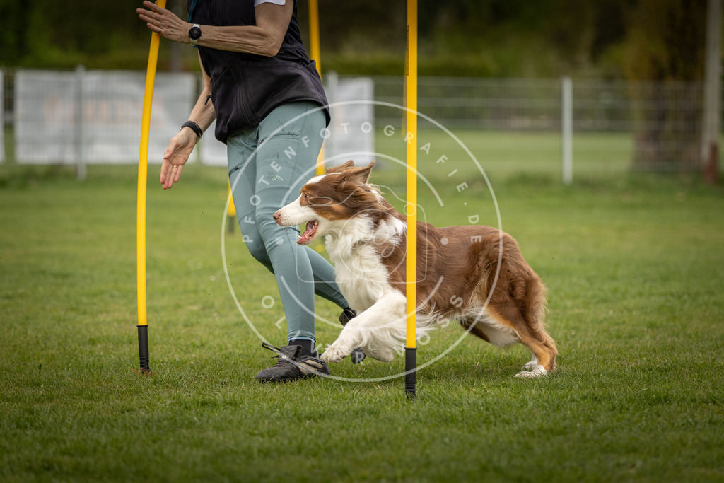 Pfotenfotografie_DV3A7467 | Hundefotografie, Tierfotograf, Pfotenfotografie, Fotoshooting Hund, Hunde Portrait, Hundesport, Hundeportraits, Heideshooting, Hunde, Sportfotograf, Hundefotograf, Turnierhundsport, THS,  - Realisiert mit Pictrs.com