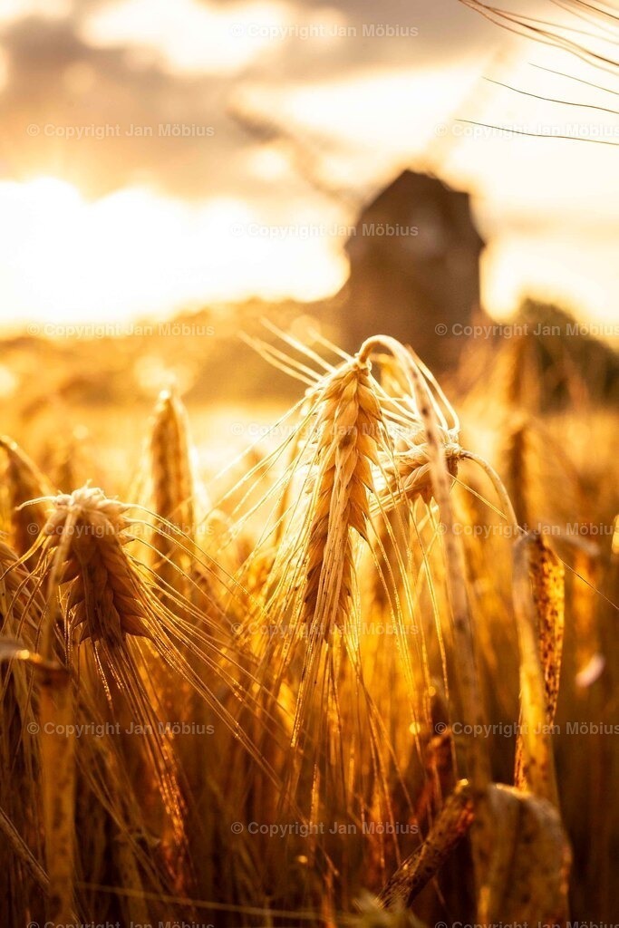_M5D4014 | Leipzig Wandbilder Drucke Prints Leinwand Stadtmotive Leipzig Fotosdruck Kunstdrucke Bilder Leipzig Stadtansichten Acrylglasbilder Leipzig Wanddeko Fine Art Prints Wandbilder Büro Leipzig Bilder Praxis Zuhause Bilderdruck Poster Posterlounge Kunstdrucke - Realisiert mit Pictrs.com