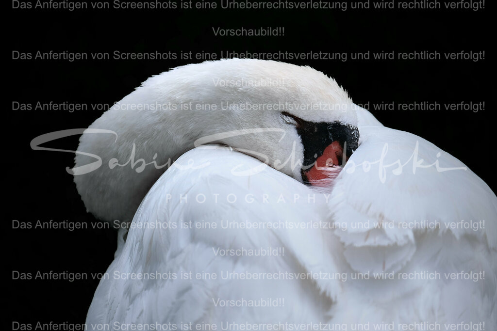 Wandbild "Schlafender Schwan" | Die absolute Ruhe vermittelt dieser schlafende Schwan. - Realisiert mit Pictrs.com