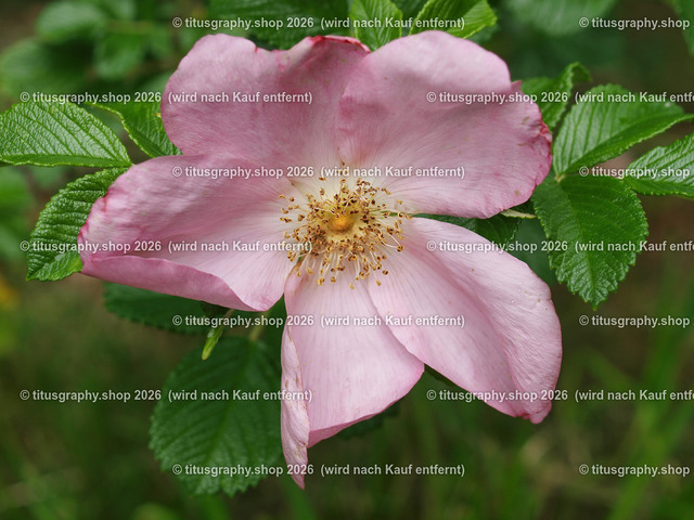 titusgraphy-P6080422_var-085 | Fotokunstarbeit aus der INSTAGRAM-Gallerie auf titusgraphy.eu - Realisiert mit Pictrs.com