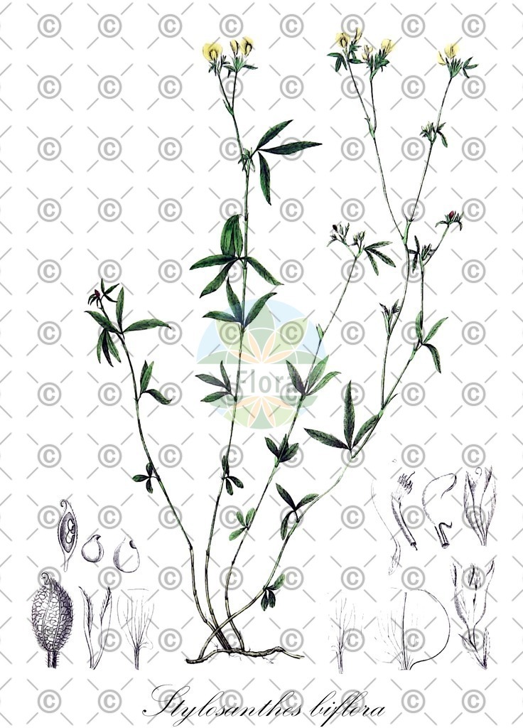 HistAbb_wfo-0000738177_1_ENZY_Simple | Historische Abbildung von Stylosanthes biflora - Fabaceae | Historical Illustration of Stylosanthes biflora - Fabaceae
