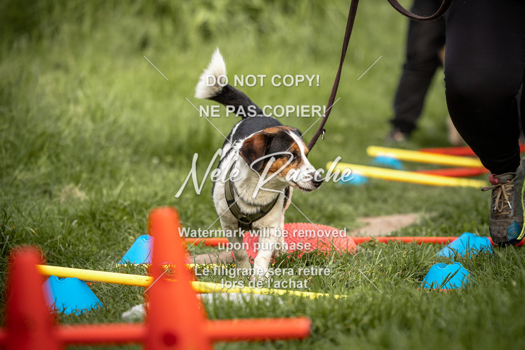 nelerasche_So-earlydog_78 | nelerasche