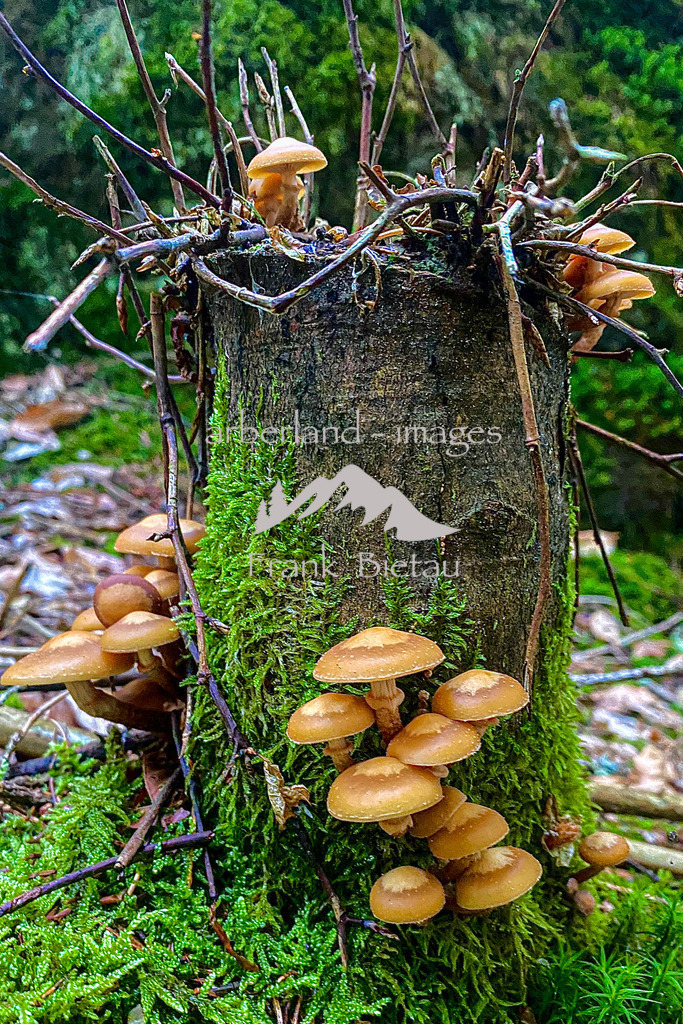 IMG_7511 | Pilze wachsen auf abgestorbenem Holz