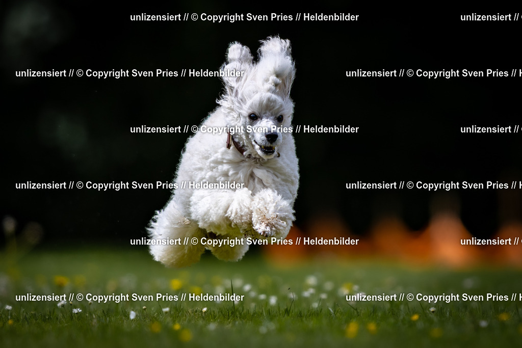 Sven Pries | 2026-05-14 - Hunderennen KA Durlach Vatertag 2026 - Realisiert mit Pictrs.com