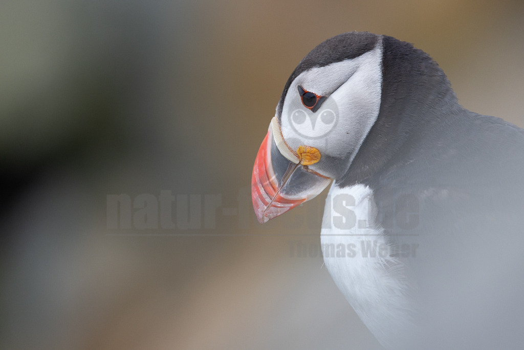 R5NF0363-20230719 | Der Papageitaucher – auch Papageientaucher oder Puffin genannt – ist eine Vogelart aus der Familie der Alkenvögel. Die Art brütet in Erdhöhlen an und auf Klippen oder an deren Fuß im Nordatlantik sowie im westlichen Nordpolarmeer. - Realisiert mit Pictrs.com