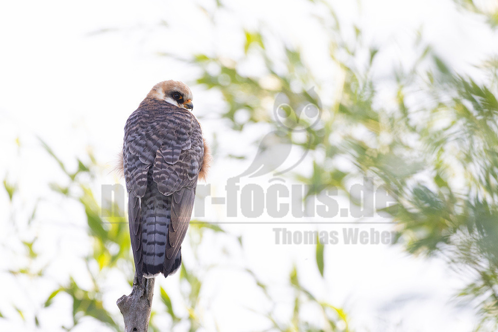 R5NF8349_20240513 | Rotfußfalken brüten in Ost- bis Südosteuropa. Ihr Überwinterungsgebiet liegt in Afrika. Sie sind als Durchzügler hierzulande eine Ausnahmeerscheinung, vor allem auf dem Frühjahrszug zurück in ihre Brutgebiete. Rotfußfalken sind eine mittelgroße Falkenart, bei der sich Männchen und Weibchen äußerlich deutlich unterscheiden. Die Männchen haben eine unverwechselbare Gefiederfärbung. - Realisiert mit Pictrs.com