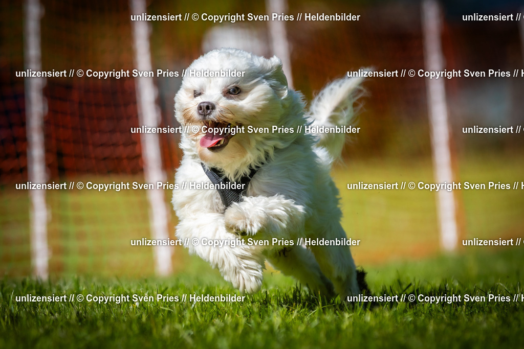 Hunderennen_April_2026_928 | 2026-04-26 - Hunderennen Baden-Oos April 2026 - Realisiert mit Pictrs.com
