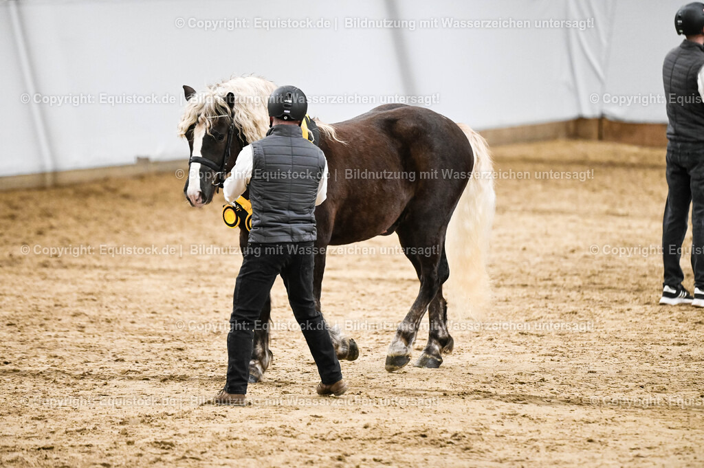20260307_Hengstvorstellung-Marbach_0263 | equistock